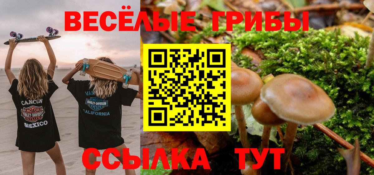 как найти наркотики  Видное  Галлюциногенные грибы Psilocybe 